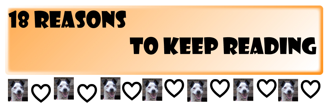 18_Reasons_To_Keep_Readig_Jack_Russell_Terrier