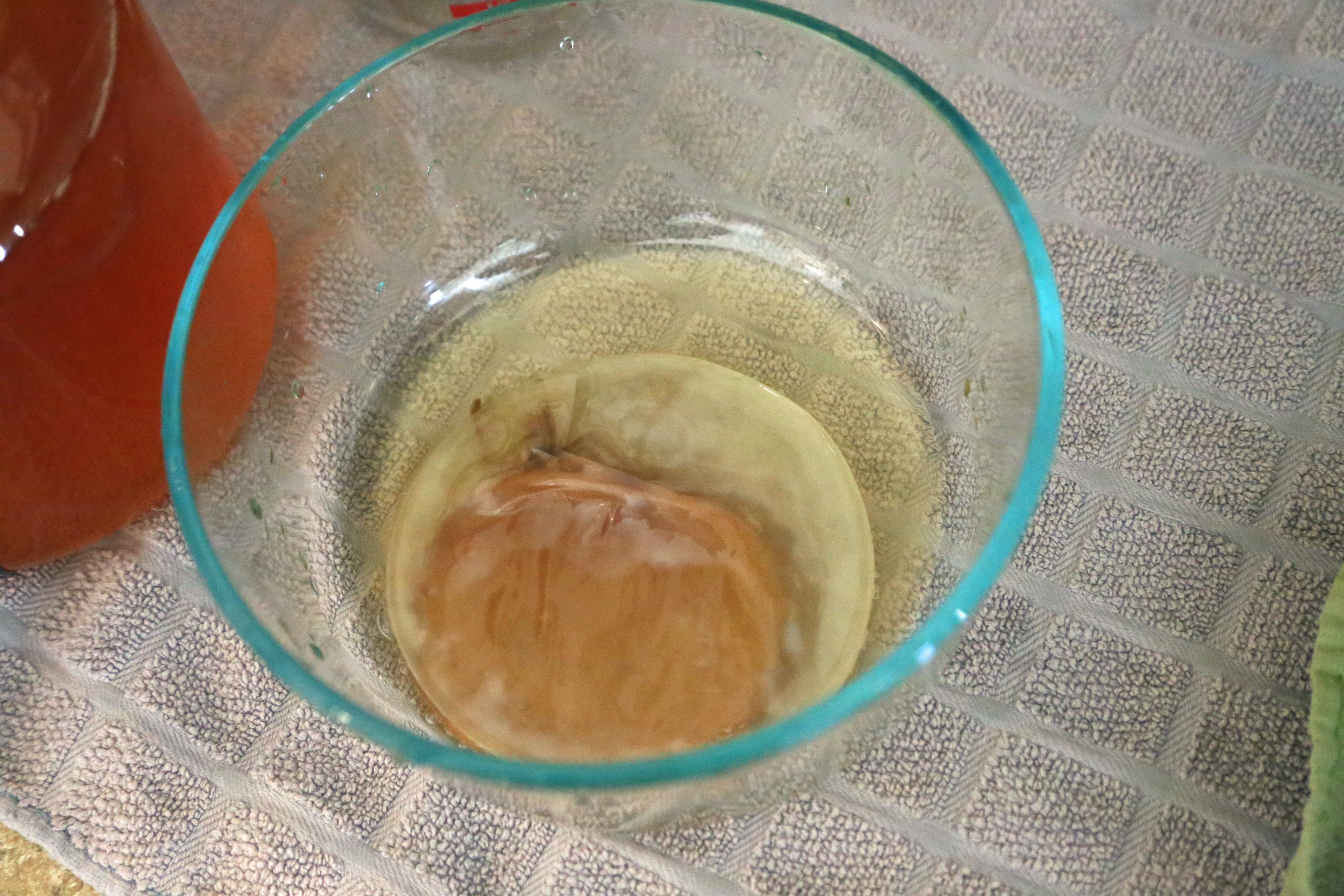 SCOBY_bowl_Tina_C_Davidson