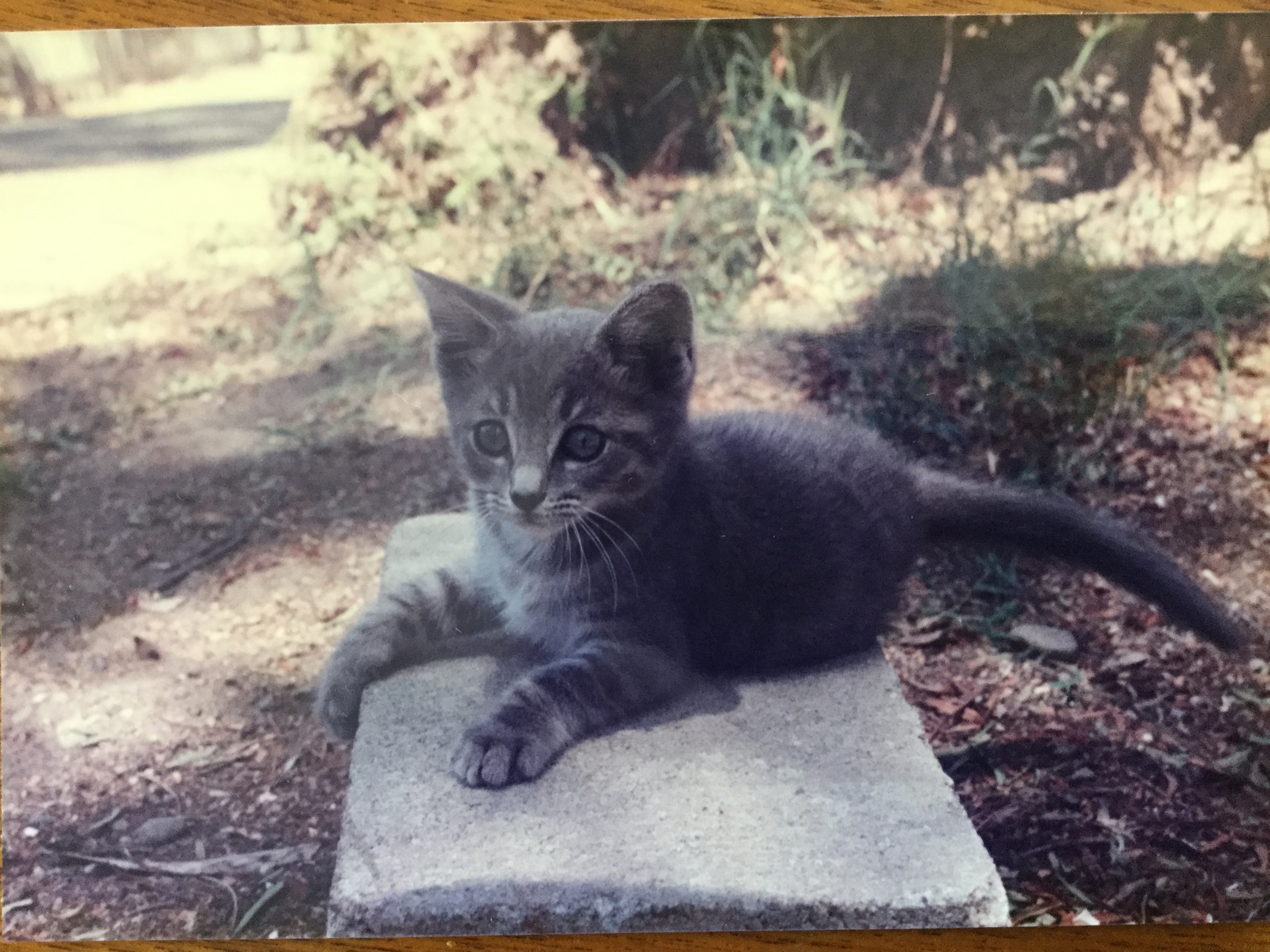 Tina_C_Davidson_pet_Cat_Ziggy